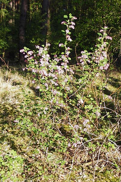 Ribes sanguineum \ Blut-Johannisbeere, Zier-Johannisbeere / Red-Flowering Currant, D Schwetzingen 22.4.2015