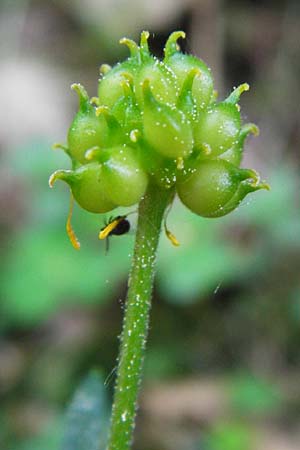 Ranunculus subtruncatus \ Gestutzter Gold-Hahnenfu / Truncated Goldilocks, D Marktheidenfeld 9.5.2015