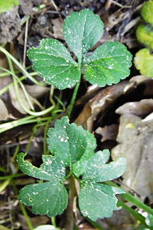 Ranunculus subtruncatus \ Gestutzter Gold-Hahnenfu / Truncated Goldilocks, D Marktheidenfeld 9.5.2015