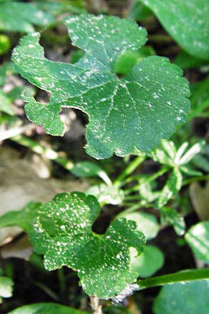 Ranunculus subtruncatus \ Gestutzter Gold-Hahnenfu, D Marktheidenfeld 9.5.2015