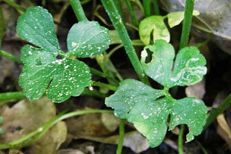 Ranunculus subtruncatus \ Gestutzter Gold-Hahnenfu / Truncated Goldilocks, D Marktheidenfeld 9.5.2015