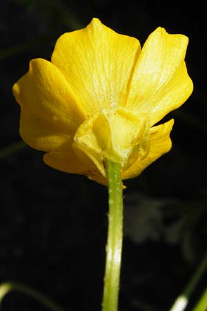 Ranunculus sardous \ Sardischer Hahnenfu, Rauher Hahnenfu / Hairy Buttercup, D Bad Münster am Stein - Niederhausen 6.6.2015