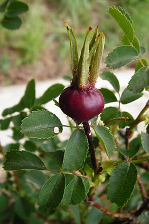 Rosa spinosissima \ Bibernellblttrige Rose / Burnet Rose, D Wurmlingen 20.6.2015