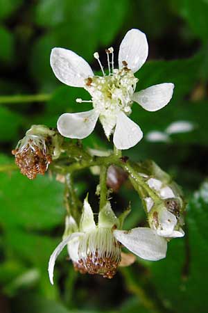 Rubus subcordatus \ Herzhnliche Brombeere / Heart-Leaved Bramble, D Odenwald, Unterflockenbach 27.6.2015