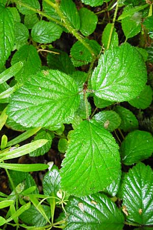 Rubus subcordatus \ Herzhnliche Brombeere / Heart-Leaved Bramble, D Odenwald, Unterflockenbach 27.6.2015