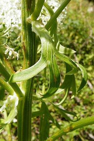 Pleurospermum austriacum / Austrian Pleurospermum, D Beuron 11.7.2015