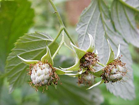 Rubus idaeus \ Himbeere / Raspberry, D Meßstetten-Unterdigisheim (Schwäb. Alb) 11.7.2015