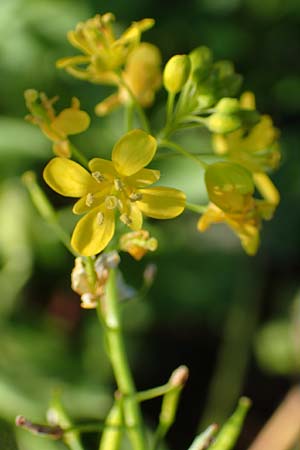 Rorippa sylvestris \ Wilde Sumpfkresse / Creeping Yellow-Cress, D Dresden 2.11.2015