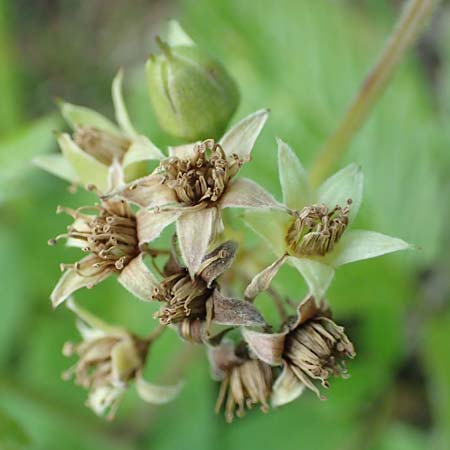 Rubus saxatilis \ Steinbeere, D Pfronten 28.6.2016