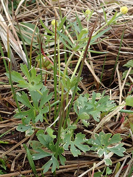 Ranunculus schumacheri \ Schumachers Gold-Hahnenfu, D Eifel, Blankenheim 22.4.2017