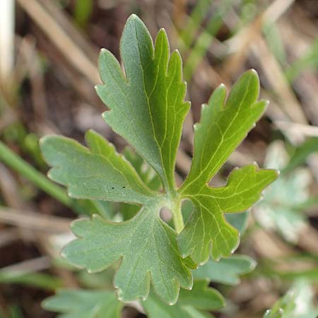 Ranunculus schumacheri \ Schumachers Gold-Hahnenfu / Schumacher's Goldilocks, D Eifel, Blankenheim 22.4.2017