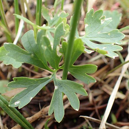 Ranunculus schumacheri \ Schumachers Gold-Hahnenfu / Schumacher's Goldilocks, D Eifel, Blankenheim 22.4.2017