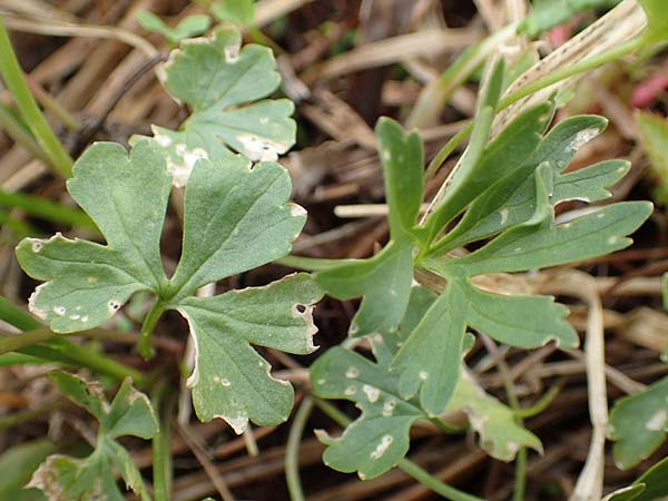 Ranunculus schumacheri \ Schumachers Gold-Hahnenfu / Schumacher's Goldilocks, D Eifel, Blankenheim 22.4.2017