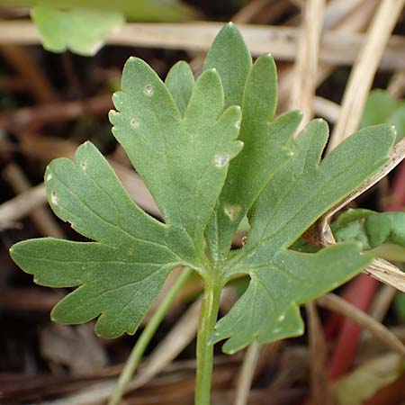 Ranunculus schumacheri \ Schumachers Gold-Hahnenfu, D Eifel, Blankenheim 22.4.2017