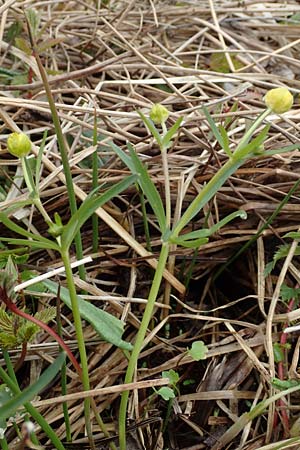 Ranunculus schumacheri \ Schumachers Gold-Hahnenfu / Schumacher's Goldilocks, D Eifel, Blankenheim 22.4.2017