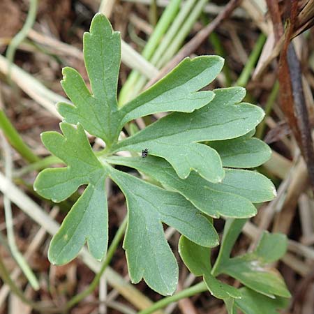 Ranunculus schumacheri \ Schumachers Gold-Hahnenfu / Schumacher's Goldilocks, D Eifel, Blankenheim 22.4.2017