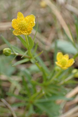 Ranunculus schumacheri \ Schumachers Gold-Hahnenfu / Schumacher's Goldilocks, D Eifel, Blankenheim 22.4.2017