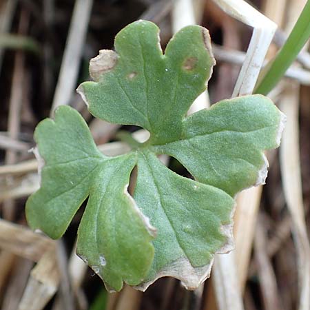 Ranunculus schumacheri \ Schumachers Gold-Hahnenfu / Schumacher's Goldilocks, D Eifel, Blankenheim 22.4.2017