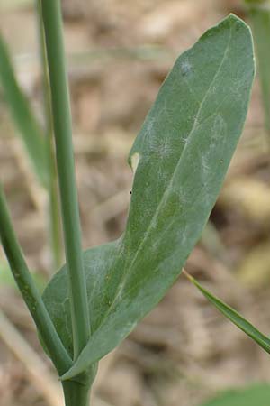 Brassica napus \ Raps / Oilseed Rape, Rapeseed, D Lützelbach 24.6.2017