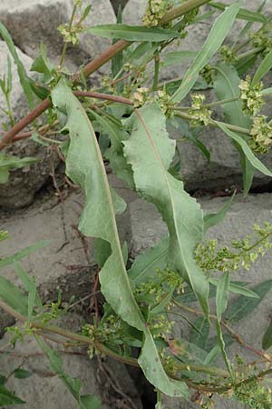 Rumex stenophyllus \ Schmalblttriger Ampfer, D Ludwigshafen 13.9.2017