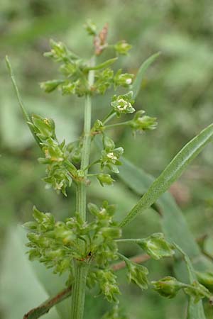 Rumex stenophyllus / Narrowleaf Dock, D Ludwigshafen 13.9.2017