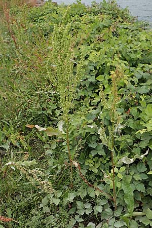 Rumex stenophyllus \ Schmalblttriger Ampfer / Narrowleaf Dock, D Ludwigshafen 13.9.2017