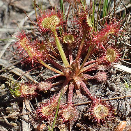 Drosera rotundifolia \ Rundblttriger Sonnentau / Round-Leaved Sundew, D Ober-Roden 7.5.2018