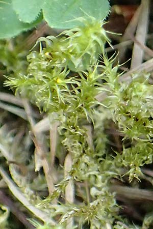 Rhytidiadelphus squarrosus \ Sparriges Kranzmoos, Sparriger Runzelpeter / Springly Turf Moss, D Botan. Gar.  Universit.  Tübingen 6.6.2018