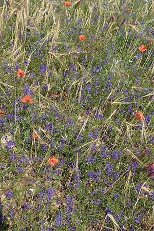 Delphinium consolida subsp. consolida \ Feld-Rittersporn / Forking Larkspur, D Grünstadt-Asselheim 16.6.2018