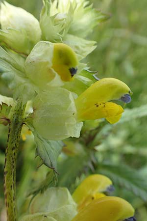 Rhinanthus serotinus \ Groer Klappertopf / Narrow-Leaved Yellow-Rattle, D Dietzenbach 19.5.2019