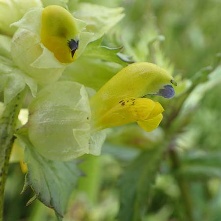 Rhinanthus serotinus \ Groer Klappertopf / Narrow-Leaved Yellow-Rattle, D Dietzenbach 19.5.2019