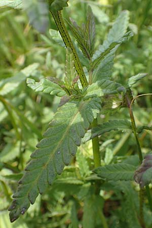 Rhinanthus serotinus \ Groer Klappertopf, D Dietzenbach 19.5.2019