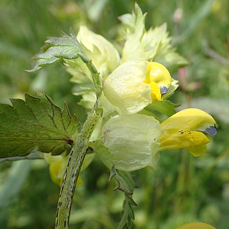 Rhinanthus serotinus \ Groer Klappertopf, D Dietzenbach 19.5.2019