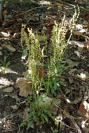 Rumex scutatus \ Schild-Ampfer, D Neustadt an der Weinstraße 2.6.2019