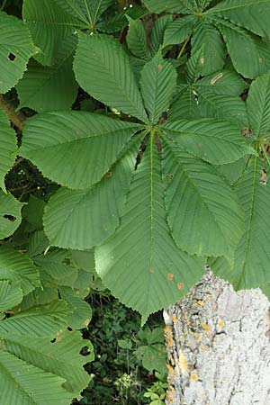 Aesculus hippocastanum \ Ross-Kastanie, D Zülpich-Juntersdorf 13.6.2019