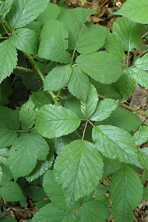 Rubus sciocharis ? \ Schattenliebende Brombeere / Shadow Bramble, D Neu-Isenburg 22.6.2019