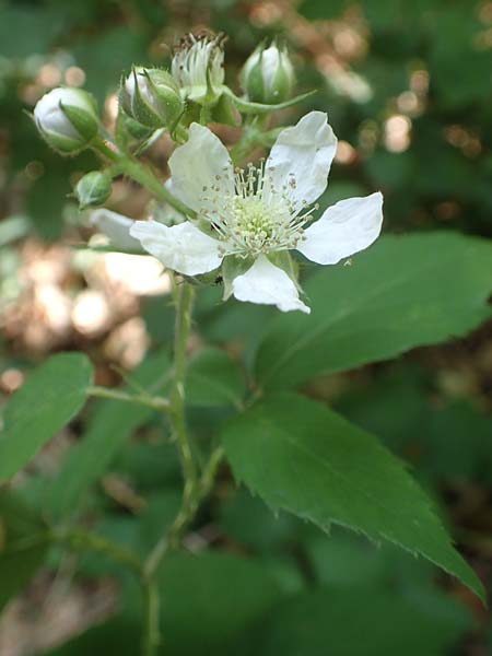 Rubus sciocharis ? \ Schattenliebende Brombeere / Shadow Bramble, D Neu-Isenburg 22.6.2019