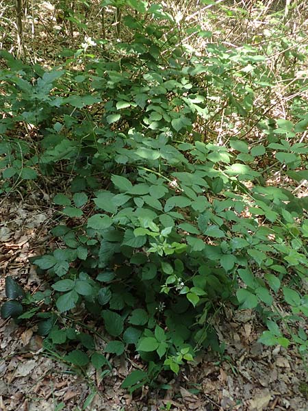 Rubus sciocharis ? \ Schattenliebende Brombeere / Shadow Bramble, D Neu-Isenburg 22.6.2019