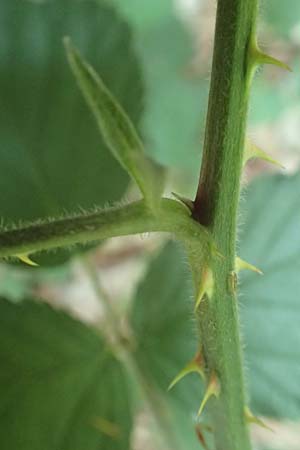 Rubus sciocharis ? \ Schattenliebende Brombeere / Shadow Bramble, D Neu-Isenburg 22.6.2019