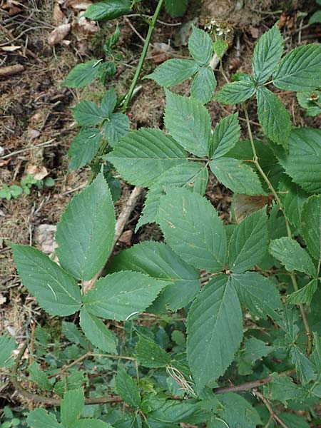 Rubus sprengelii \ Sprengels Brombeere, D Trendelburg-Wülmersen 28.7.2019