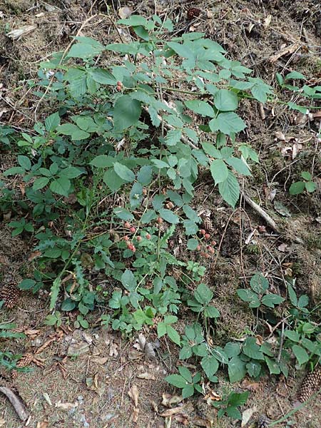 Rubus sprengelii \ Sprengels Brombeere / Sprengel's Bramble, D Trendelburg-Wülmersen 28.7.2019