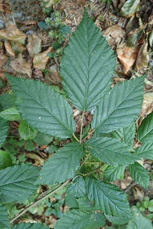 Rubus sprengelii \ Sprengels Brombeere / Sprengel's Bramble, D Trendelburg-Wülmersen 28.7.2019