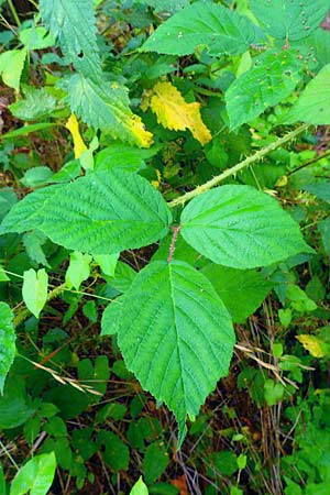 Rubus schleicheri \ Schleichers Brombeere / Schleicher's Bramble, D Trendelburg 28.7.2019