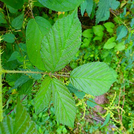 Rubus schleicheri \ Schleichers Brombeere / Schleicher's Bramble, D Trendelburg 28.7.2019