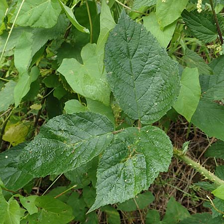 Rubus schleicheri \ Schleichers Brombeere / Schleicher's Bramble, D Trendelburg 28.7.2019