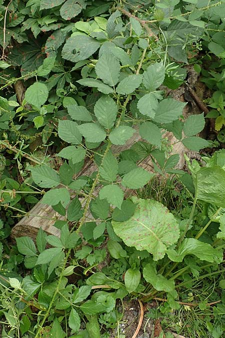 Rubus schleicheri \ Schleichers Brombeere / Schleicher's Bramble, D Hofgeismar 28.7.2019