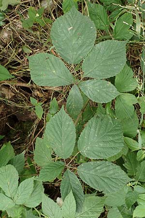 Rubus schlechtendalii \ Schlechtendals Brombeere / Schlechtendal's Bramble, D Adelebsen-Eberhausen 28.7.2019