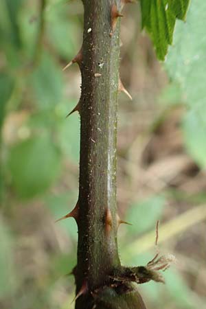 Rubus schlechtendalii \ Schlechtendals Brombeere, D Adelebsen-Eberhausen 28.7.2019