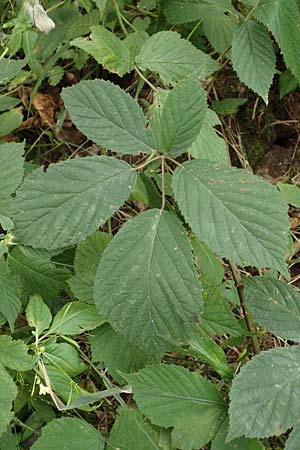 Rubus schlechtendalii \ Schlechtendals Brombeere / Schlechtendal's Bramble, D Adelebsen-Eberhausen 28.7.2019