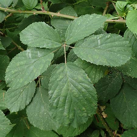 Rubus schlechtendalii \ Schlechtendals Brombeere / Schlechtendal's Bramble, D Adelebsen-Eberhausen 28.7.2019